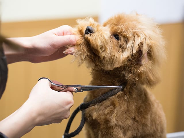 トリミング中の犬