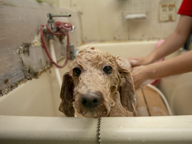 シャンプー中の犬